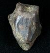 Partially Worn Triceratops Tooth #12374-2